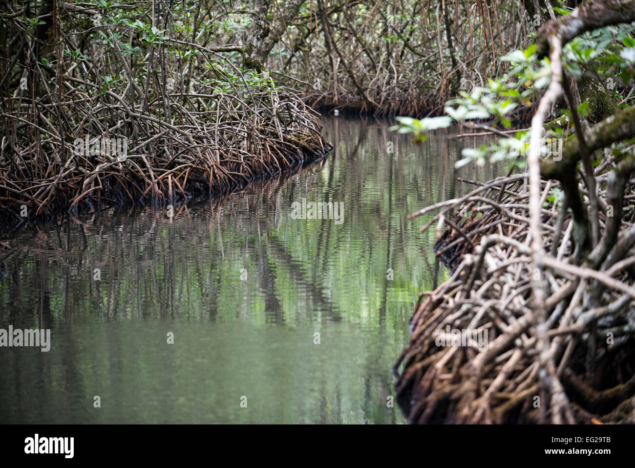 Canale di ingresso a Ngobe Bugle villaggio indiano di Salt Creek vicino a Bocas Del Toro Panama. Salt Creek (in spagnolo: Quebrada Foto Stock