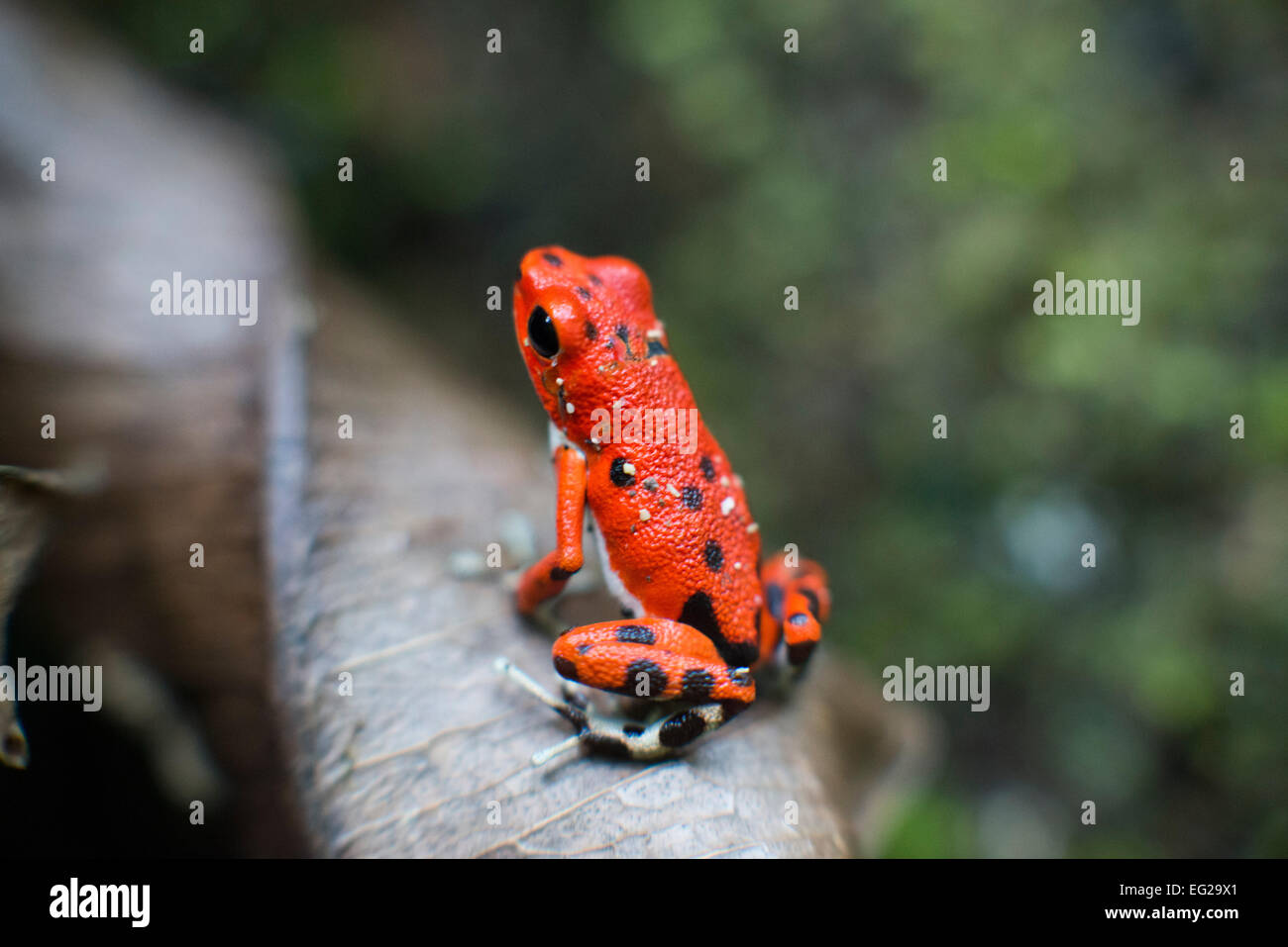 Fragola veleno (Rana Dendrobates pumilio), Adulto, Bastimentos Parco Nazionale, Bocas del Toro, Panama. Il veleno di fragola fr Foto Stock