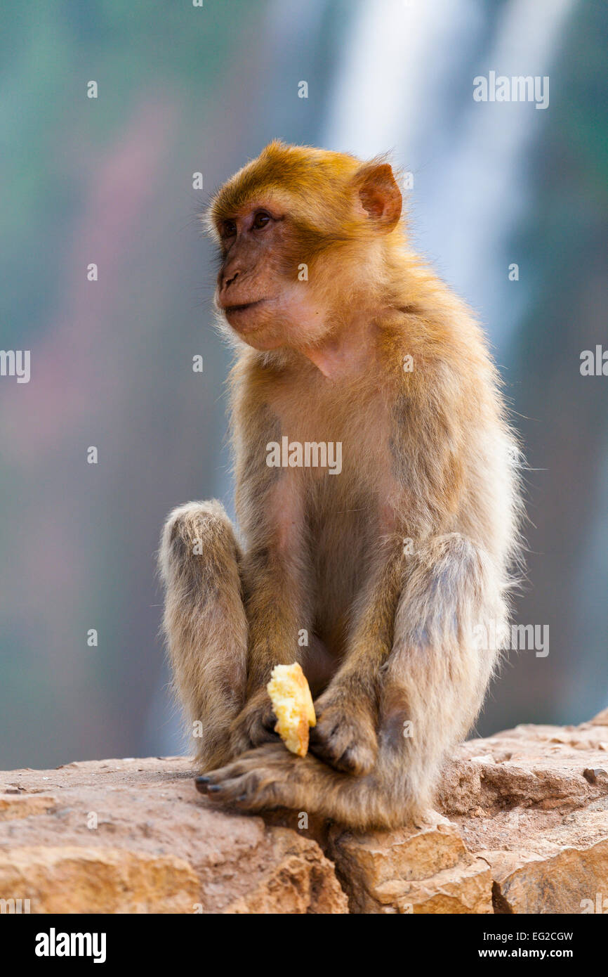 Barbary Macaque (Macaca sylvanus) presso le Cascate Ouzoud, Marocco Foto Stock