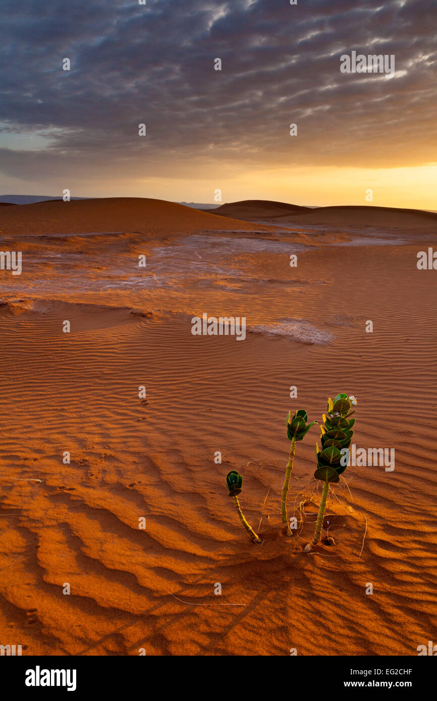 Lone pant nell'increspata marocchino nel deserto del Sahara in un incantevole golden sunrise. Foto Stock