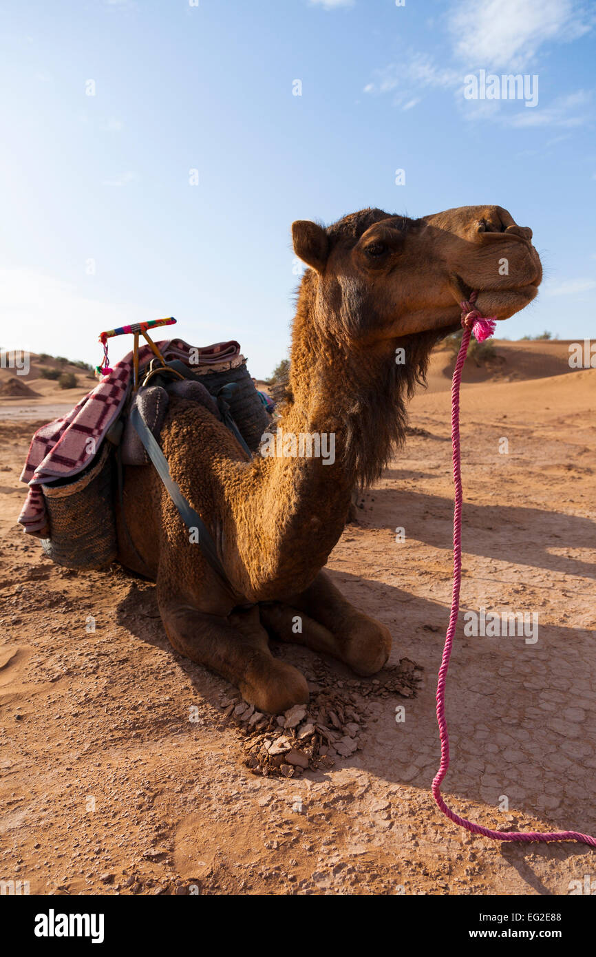Inginocchiarsi di dromedario, pronto per un cammello trek attraverso il deserto, Marocco. Foto Stock