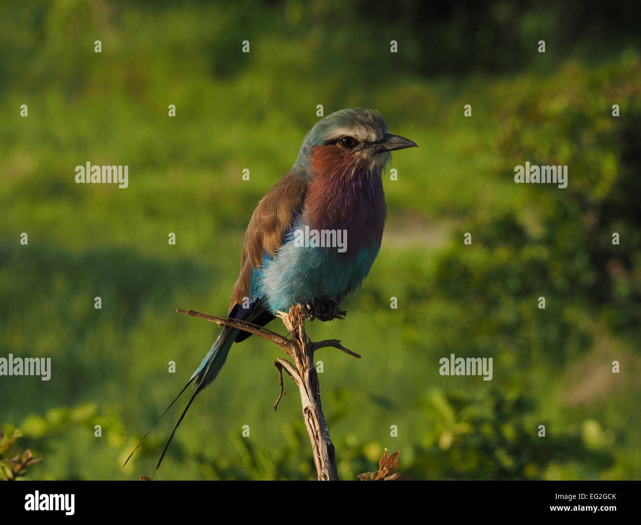 Lilac Breasted rullo (Coracius Caudatus) appollaiato sul ramo morto in buona luce mostra colorato colorato piumaggio al buon effetto Foto Stock
