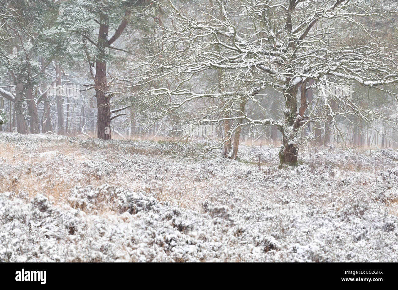 Foresta di inverno nella neve, Drenthe, Paesi Bassi Foto Stock