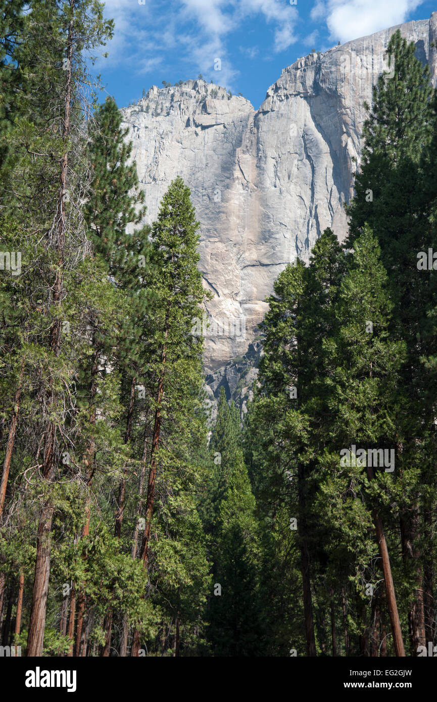 El Capitan visto attraverso gli alberi nella valle di Yosemite, Yosemite in California Foto Stock