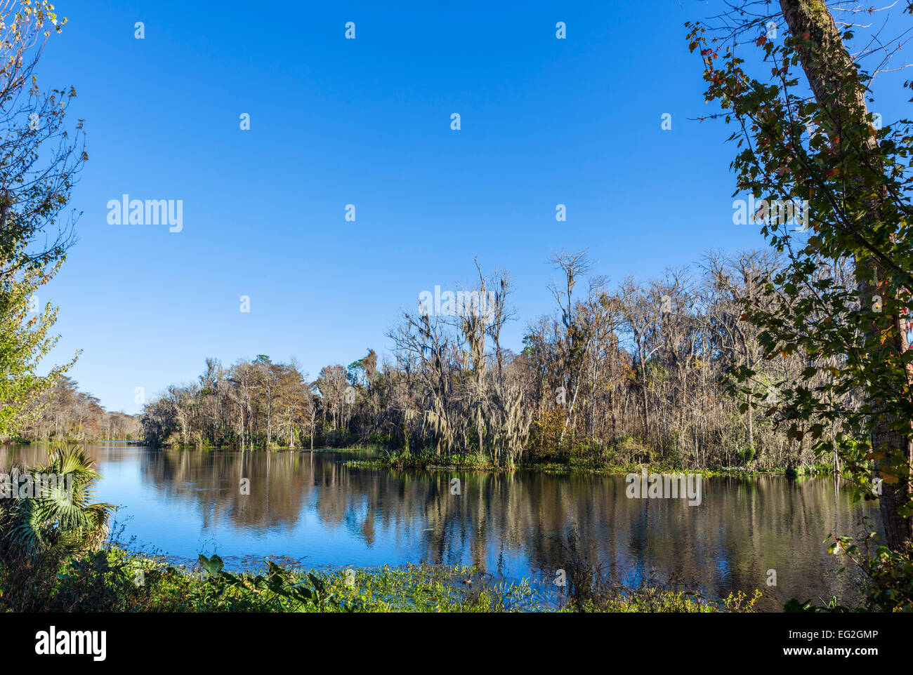 Il fiume d'argento in Silver Springs State Park, vicino a Ocala, Marion County, Florida, Stati Uniti d'America Foto Stock