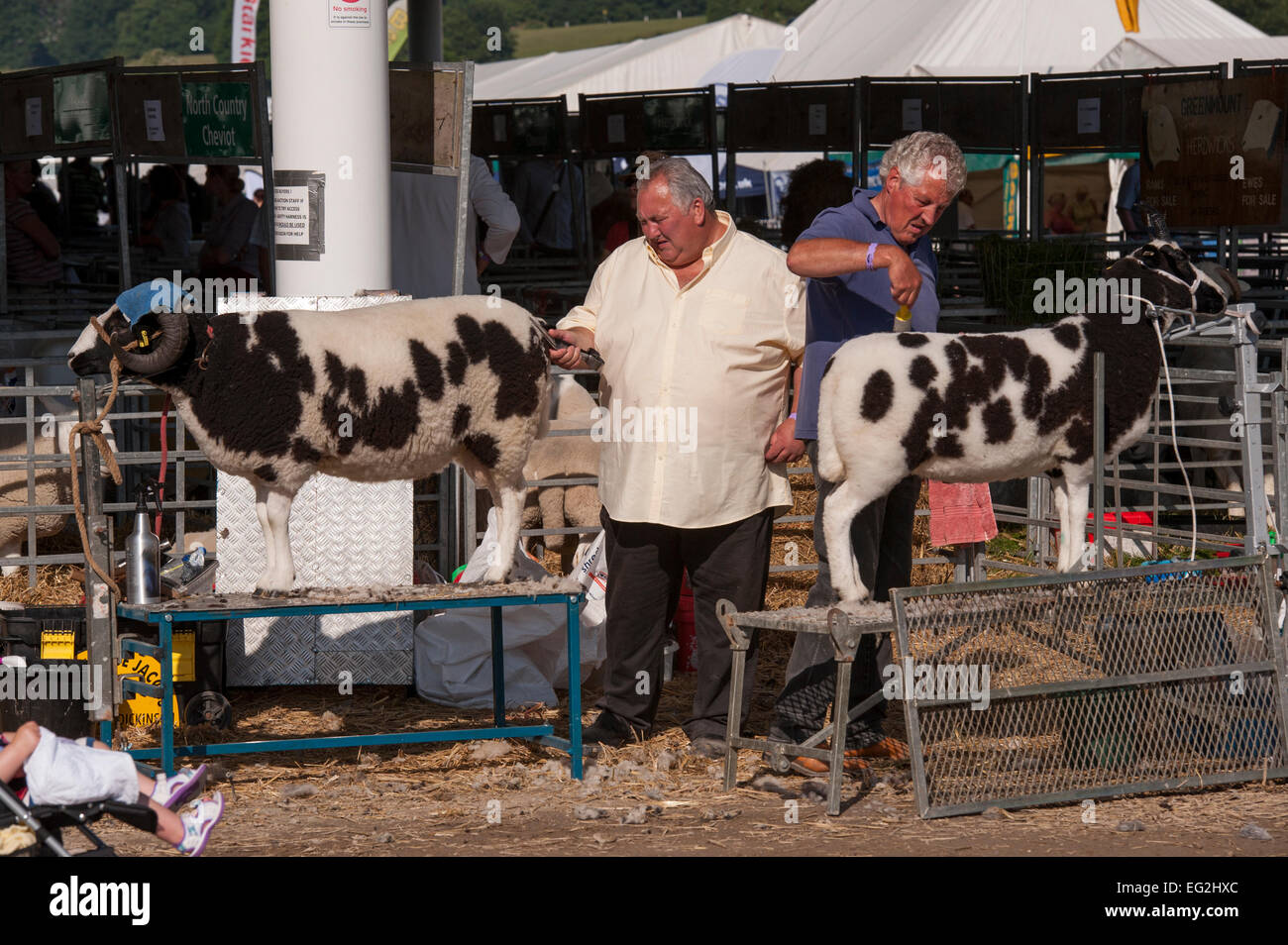 Due paziente, pedigree concorrenti di Giacobbe pecore classe sono curate da agricoltori maschio prima della concorrenza - Grande spettacolo dello Yorkshire, Inghilterra, Regno Unito. Foto Stock