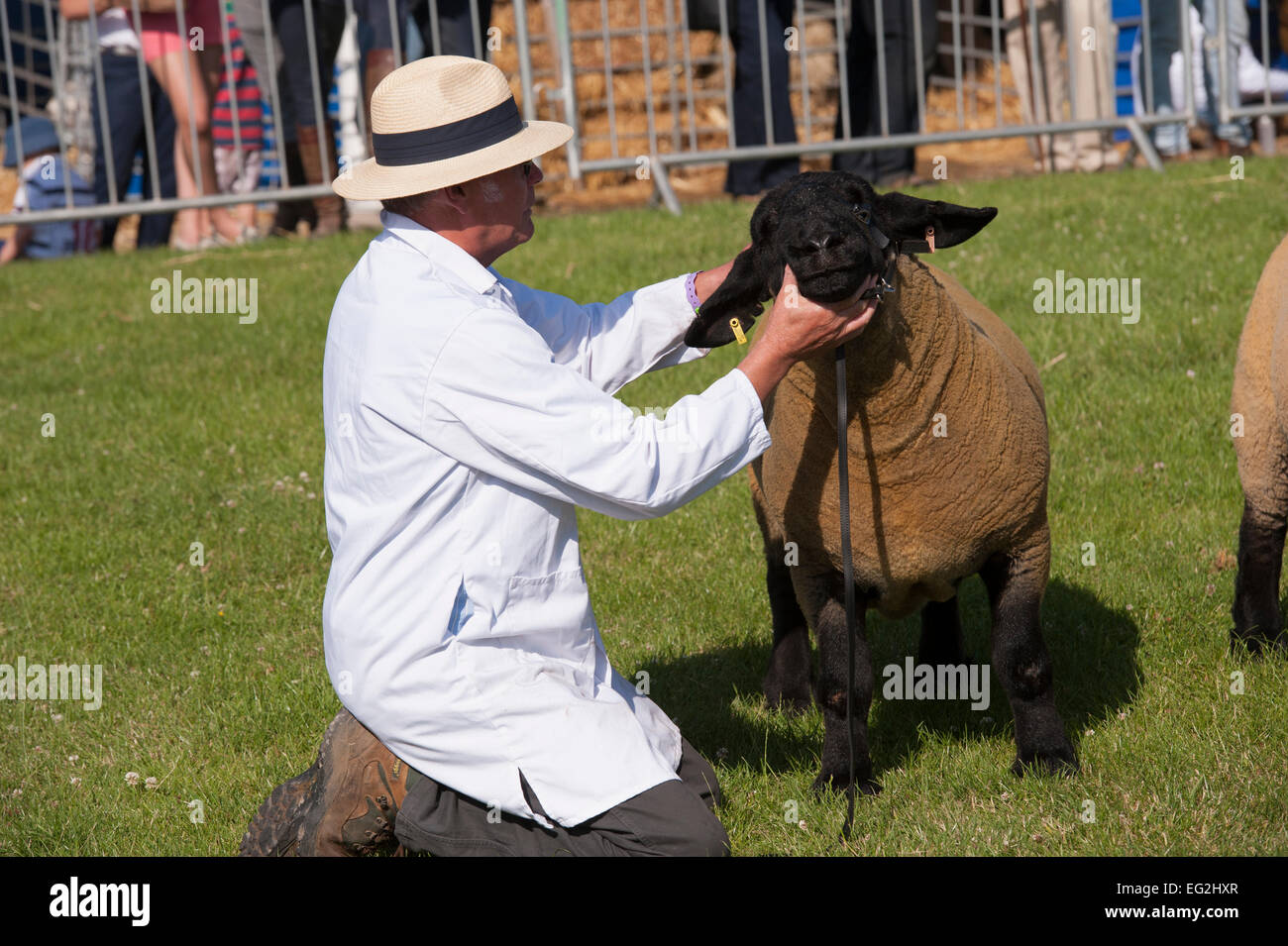 Giorno d'estate e di sole & pecore competere in una fattoria concorso si è svolta sotto il mento dal gestore maschio in attesa di ispezione - il grande spettacolo dello Yorkshire, Inghilterra, Regno Unito. Foto Stock