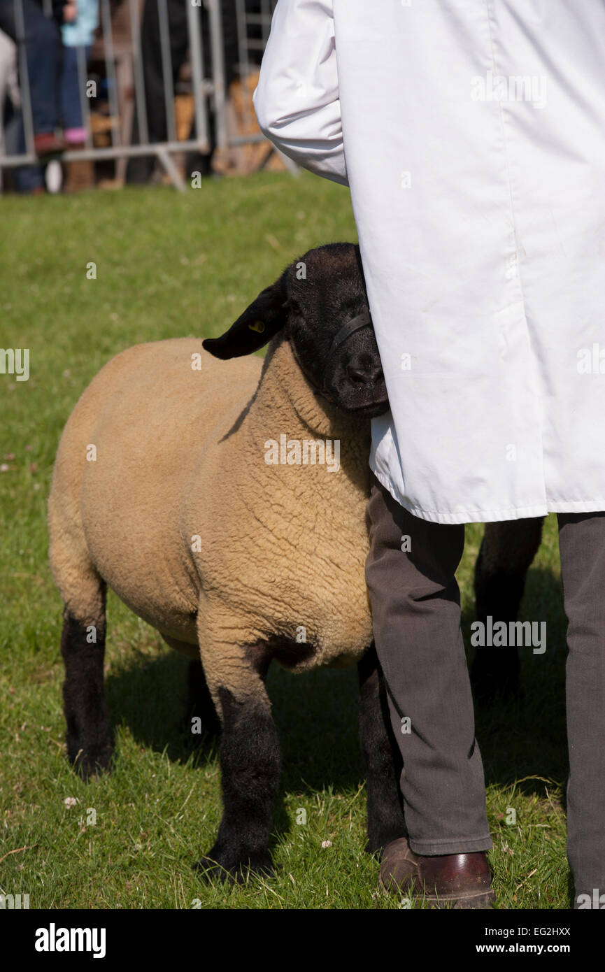 Close-up di ovini in competizione nel concorso di fattoria in piedi in show-anello con gestore maschio in attesa di ispezione - il grande spettacolo dello Yorkshire, Inghilterra, Regno Unito. Foto Stock