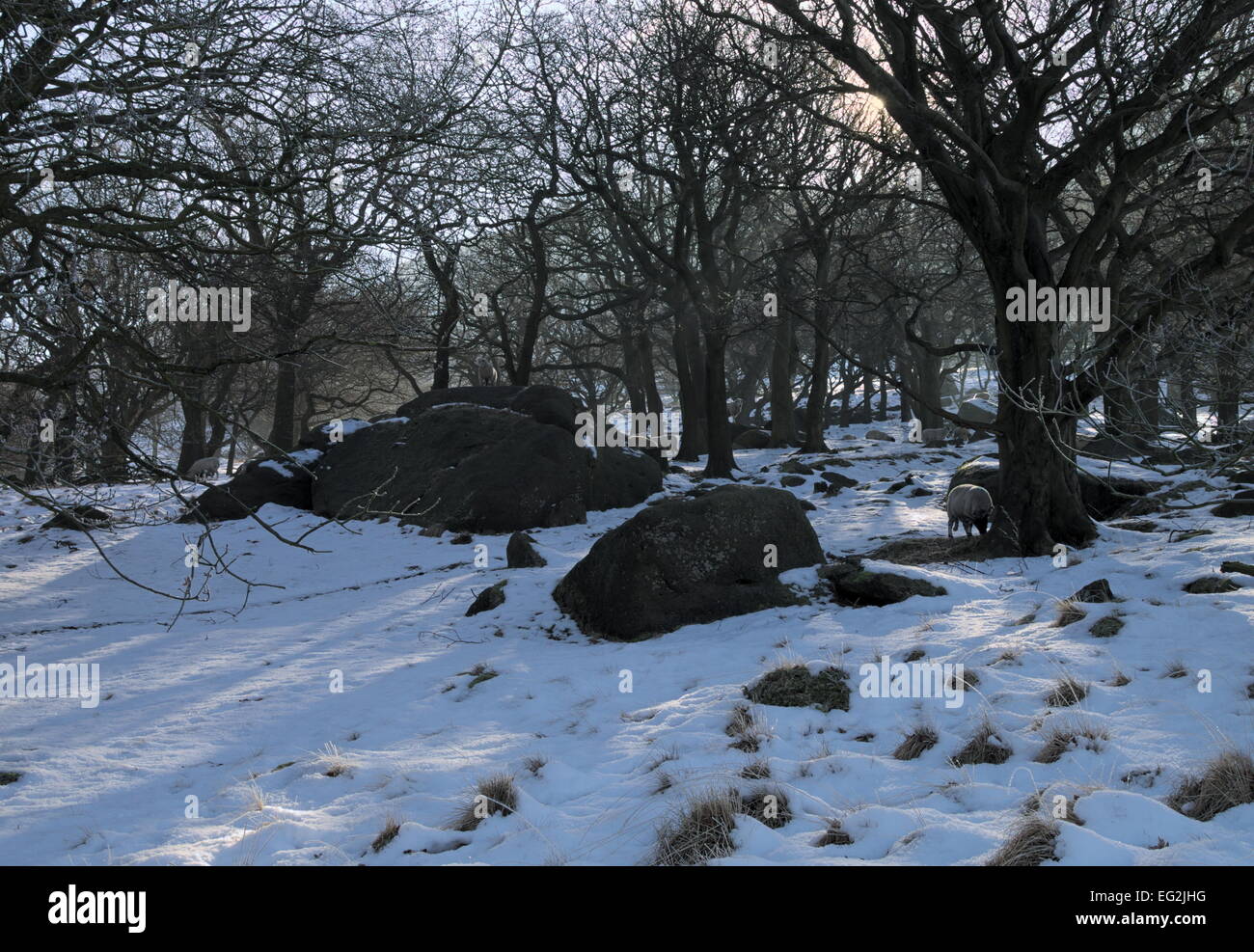 Pecore ripara dalla neve e freddo nel pezzo di masticare Plantation. Foto Stock