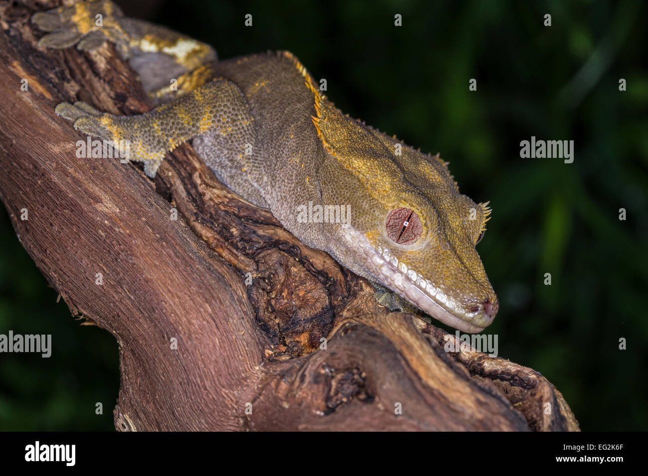 Close up e isolato crested gecko appoggiata su di un ramo di legno con uno sfondo naturale Foto Stock