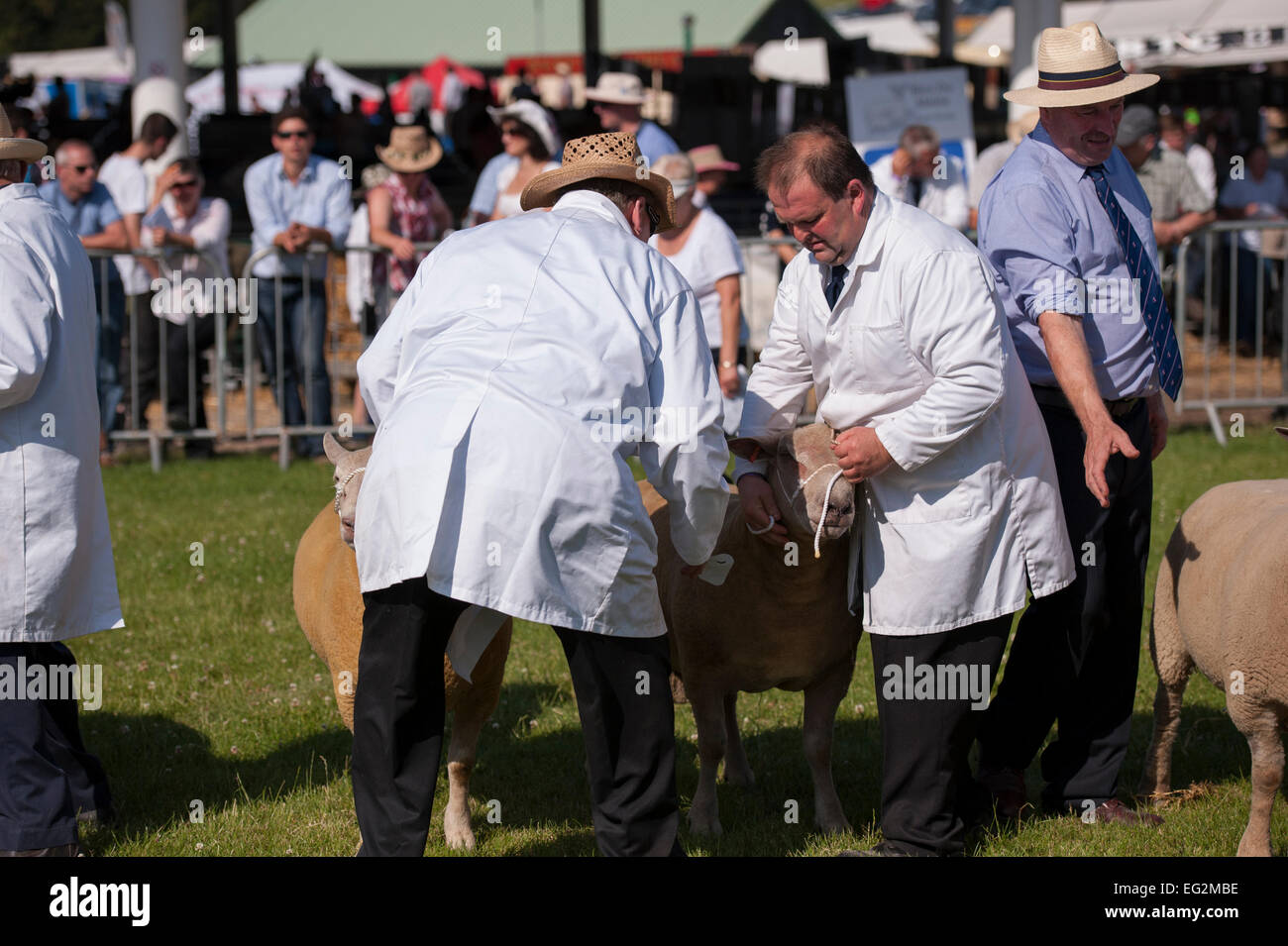 In una soleggiata giornata estiva, pecore (detenute dai gestori maschio) competere in una fattoria la concorrenza e sono ispezionati da un giudice - il grande spettacolo dello Yorkshire, Inghilterra, Regno Unito. Foto Stock