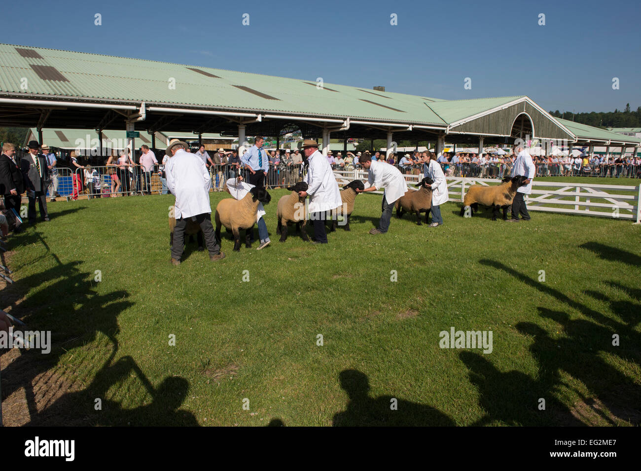 Sotto il cielo blu & SUN, pecore stand con i gestori di eventi in una linea in mostra ad anello, giudice & folla cercando su - Il grande spettacolo dello Yorkshire, Harrogate, Inghilterra, Regno Unito. Foto Stock