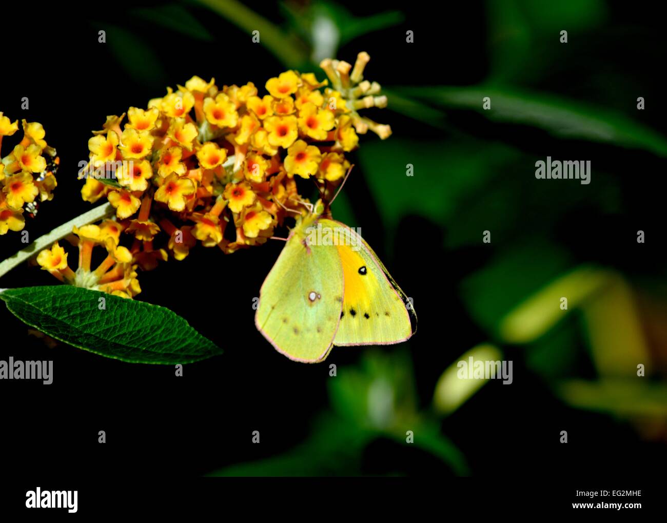 Giallo zolfo butterfly su un Giallo farfalla boccola Foto Stock