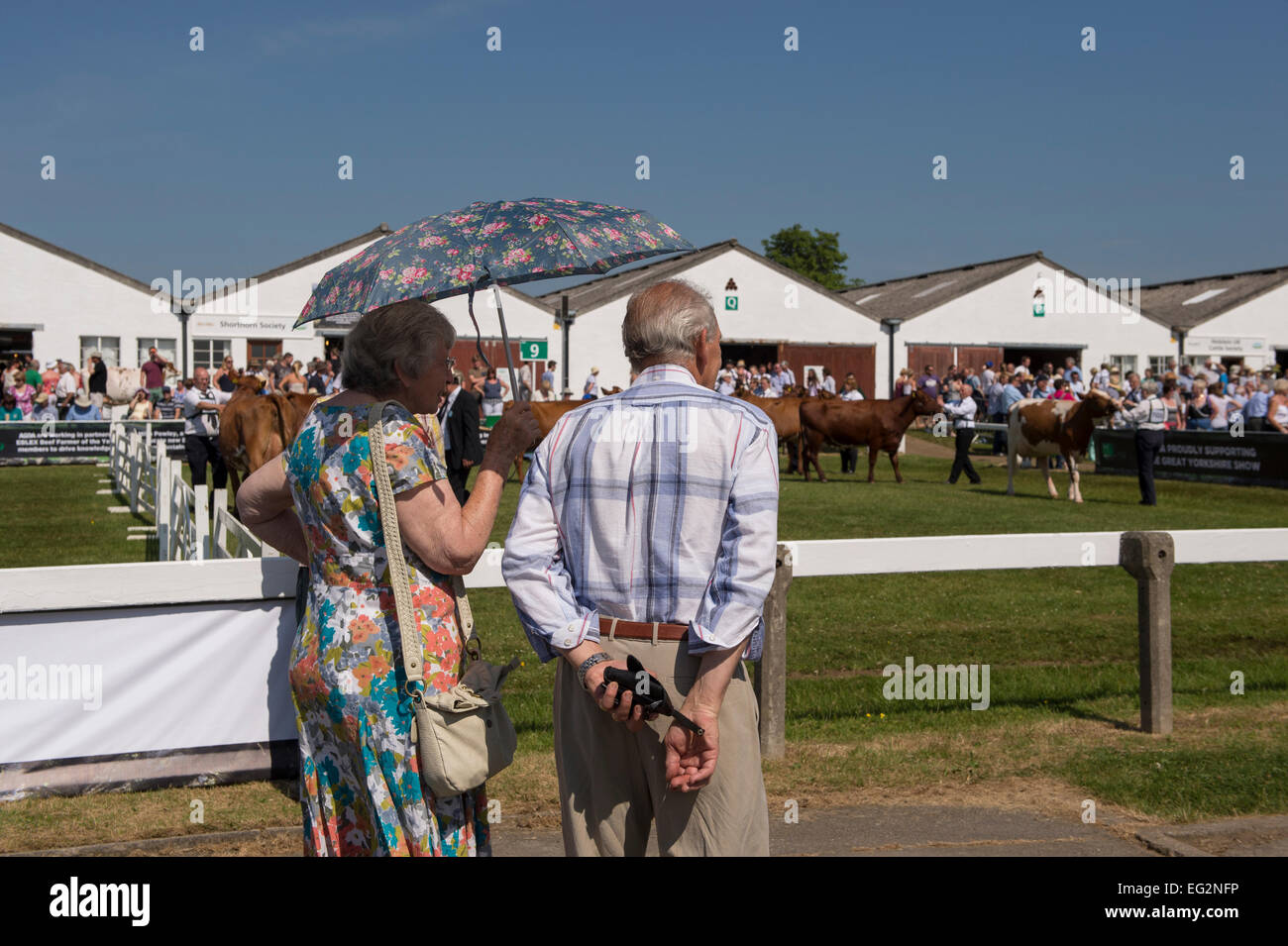 Sotto il cielo azzurro e sole estivo, coppia matura a spettacolo agricolo, stare a guardare la sfilata del bestiame round show ring - Grande spettacolo dello Yorkshire, Inghilterra, Regno Unito. Foto Stock