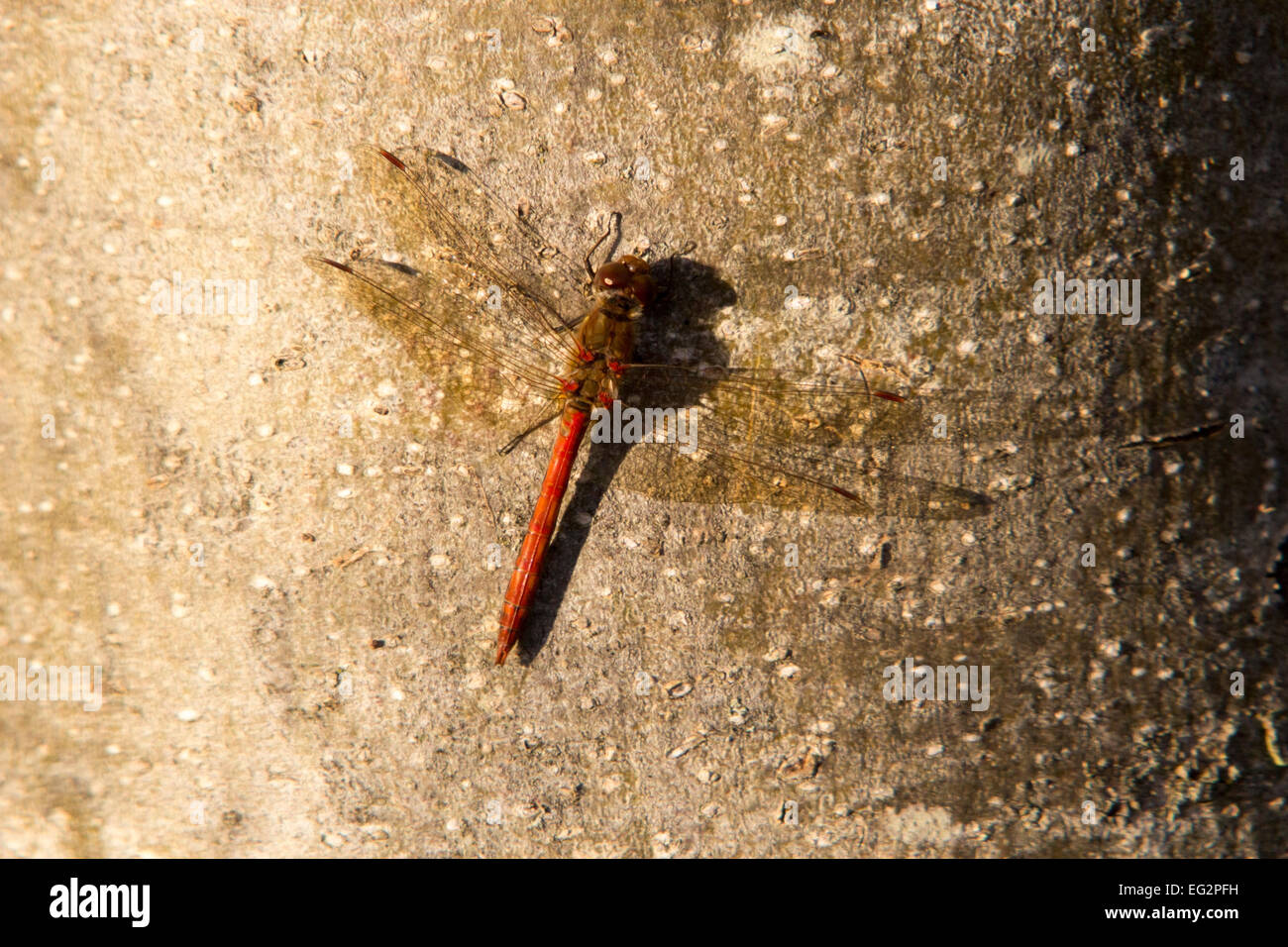 Dragonfly Wicken Fen Foto Stock