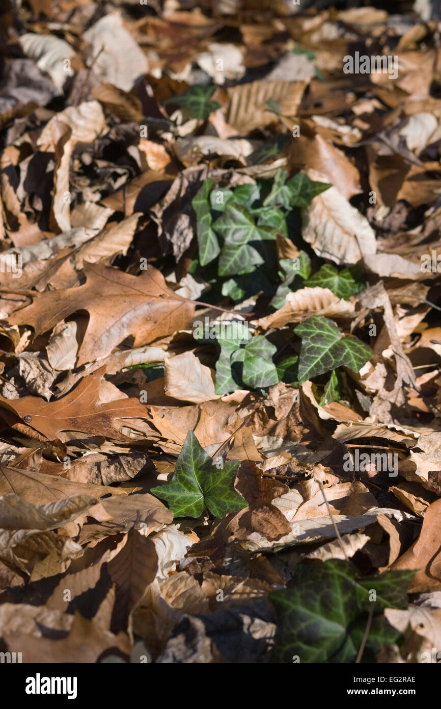 Hedera helix. Ivy crescente foglia attraverso il coperchio sul pavimento del bosco. Foto Stock