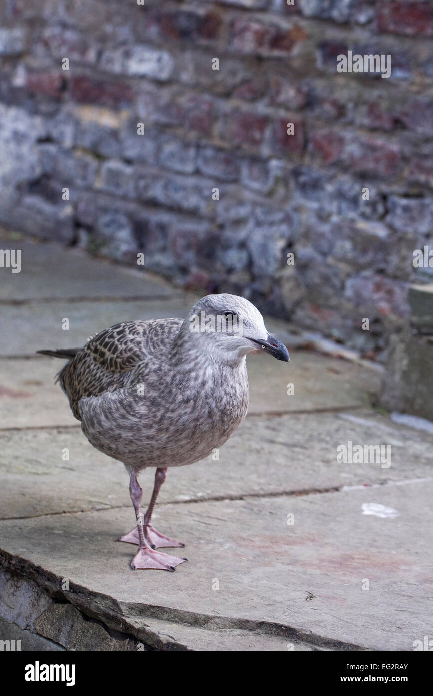 Larus argentatus. Giovani aringhe gabbiano in cerca di cibo. Foto Stock