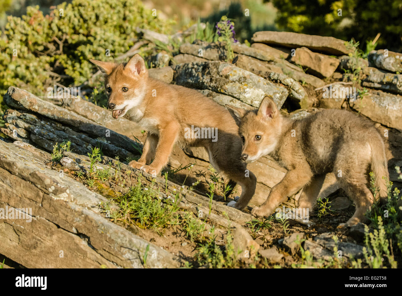 Due baby Lupo grigio cuccioli arrampicata sulle rocce, esplorando la zona in prossimità della loro den, vicino a Bozeman, Montana, USA. Foto Stock