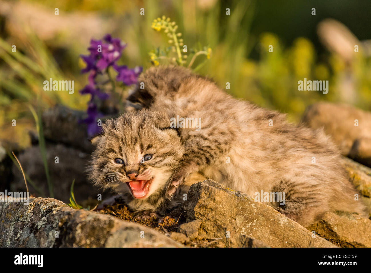 Giovani gattini bobcat, una scalata in cima all'altro in primavera, vicino a Bozeman, Montana, USA. Foto Stock