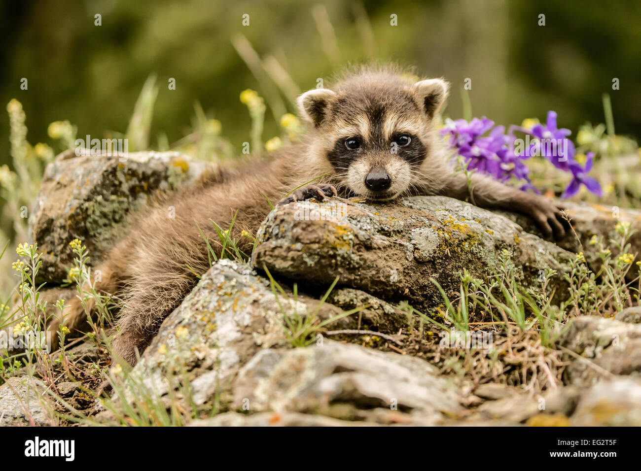 Baby raccoon cercando di salire su alcune rocce vicino a Bozeman, Montana, USA. Foto Stock