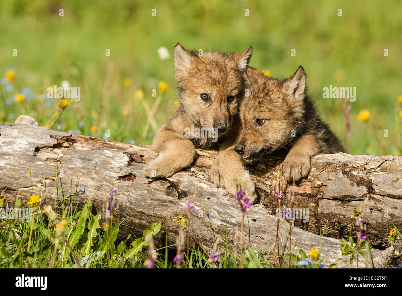 Due Lupo grigio Cuccioli cerca su log in prato vicino a Bozeman, Montana. Foto Stock