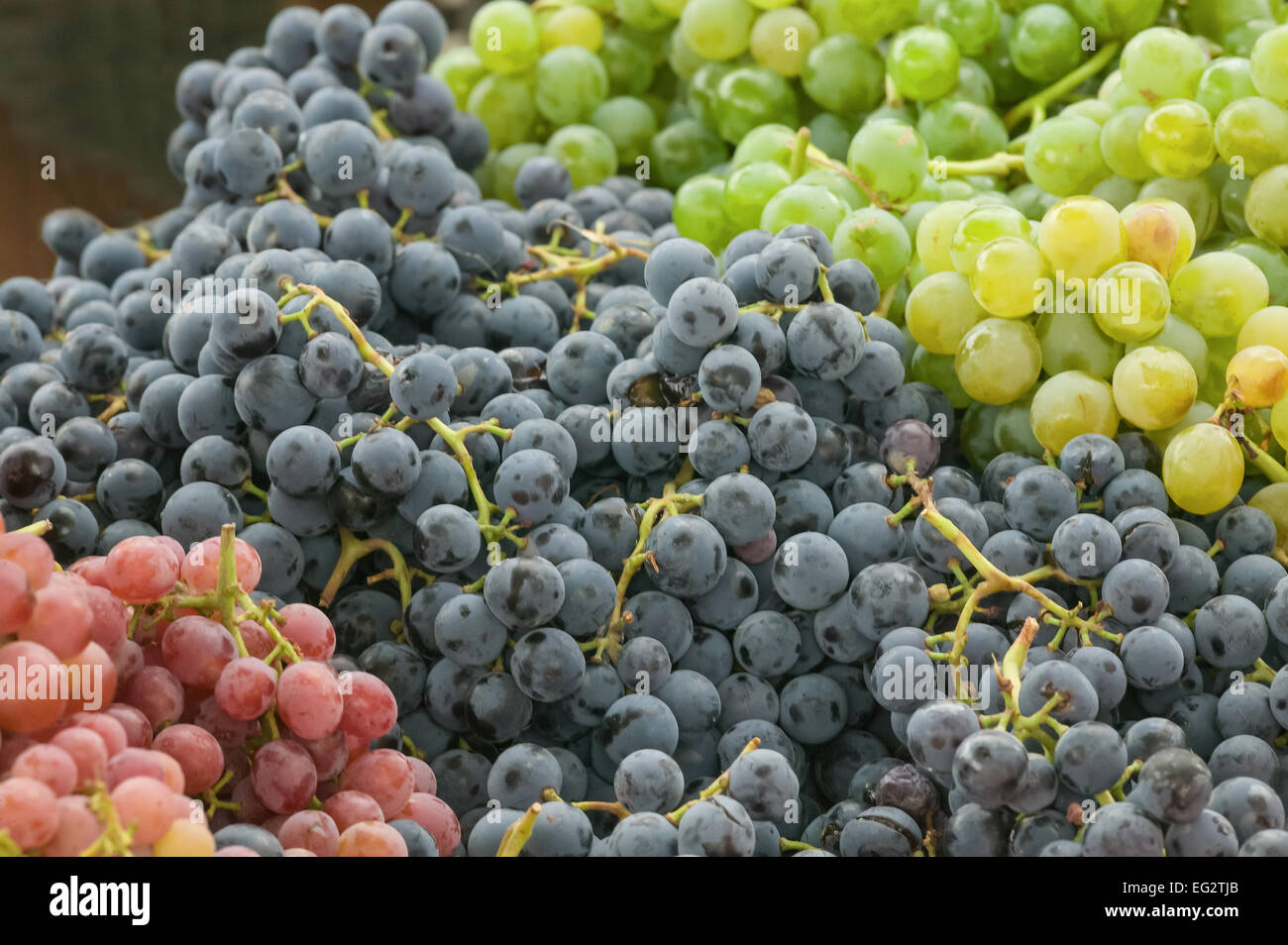 Verde, rosso e blu di uva biologica per la vendita al mercato degli agricoltori in Issaquah, Washington, Stati Uniti d'America Foto Stock