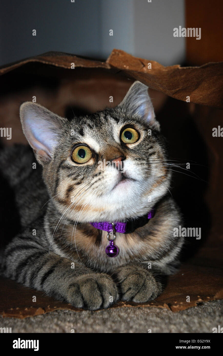Carino tabby gattino nel sacchetto di carta per la ricerca di Foto Stock