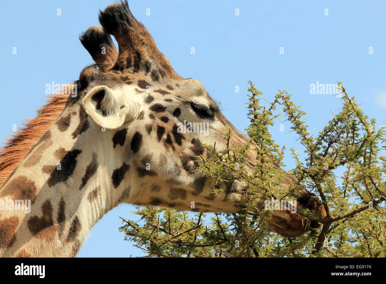 Close-up di una giraffa Maasai (Giraffa Tippelskirchi) alimentazione da un albero spinoso, Serengeti, Tanzania Foto Stock