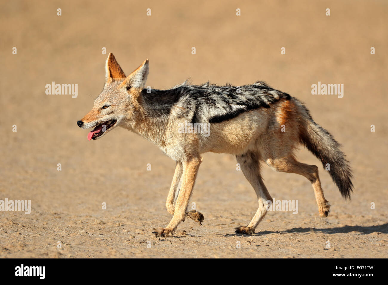 Un black-backed Jackal (Canis mesomelas) acceso, deserto Kalahari, Sud Africa Foto Stock