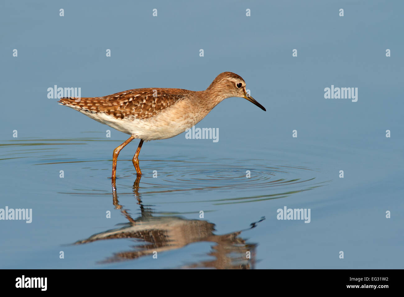 Un collare (Philomachus pugnax) rovistando in acqua, Sud Africa Foto Stock