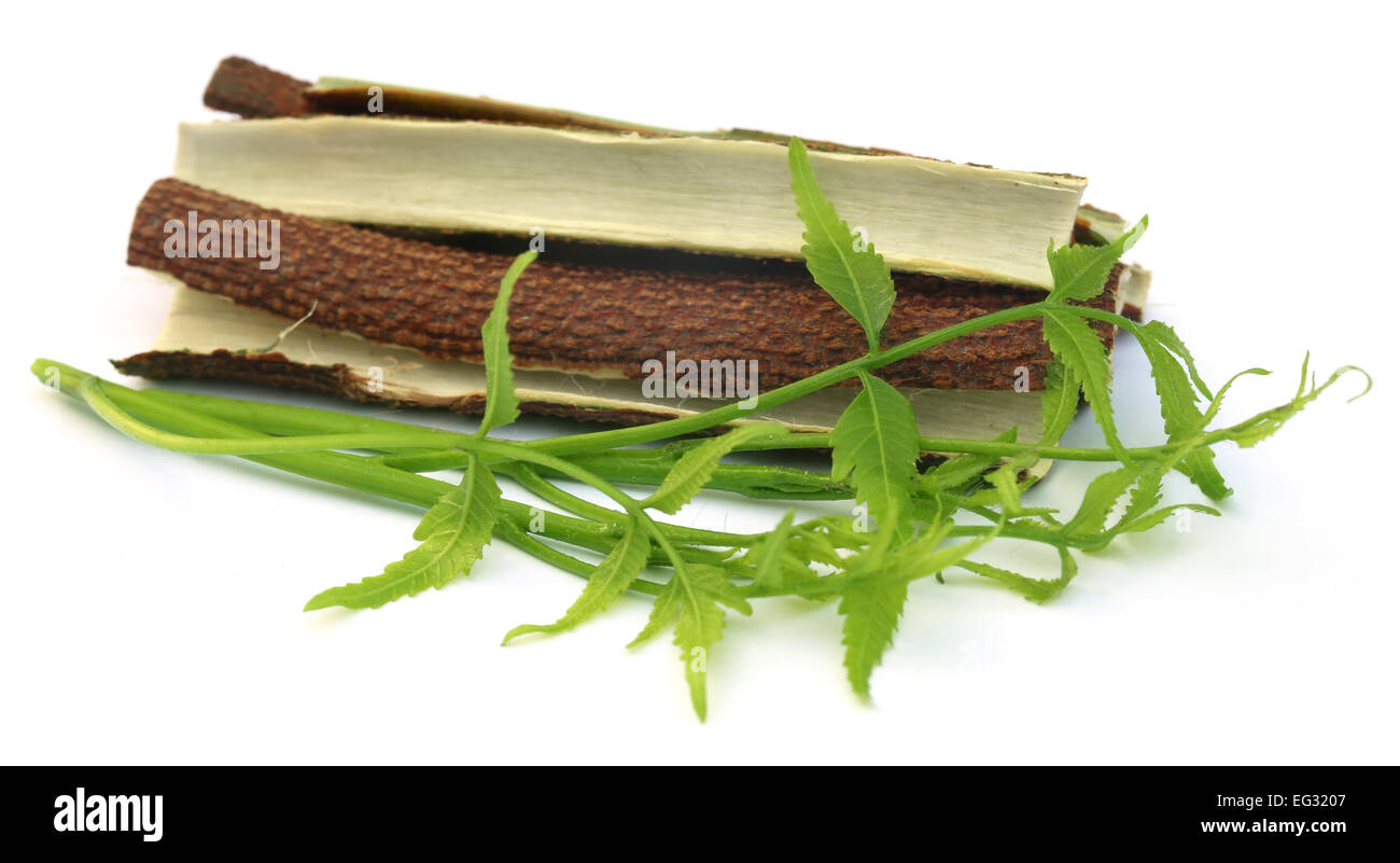 Medicinali di foglie di neem con corteccia di albero su sfondo bianco Foto Stock