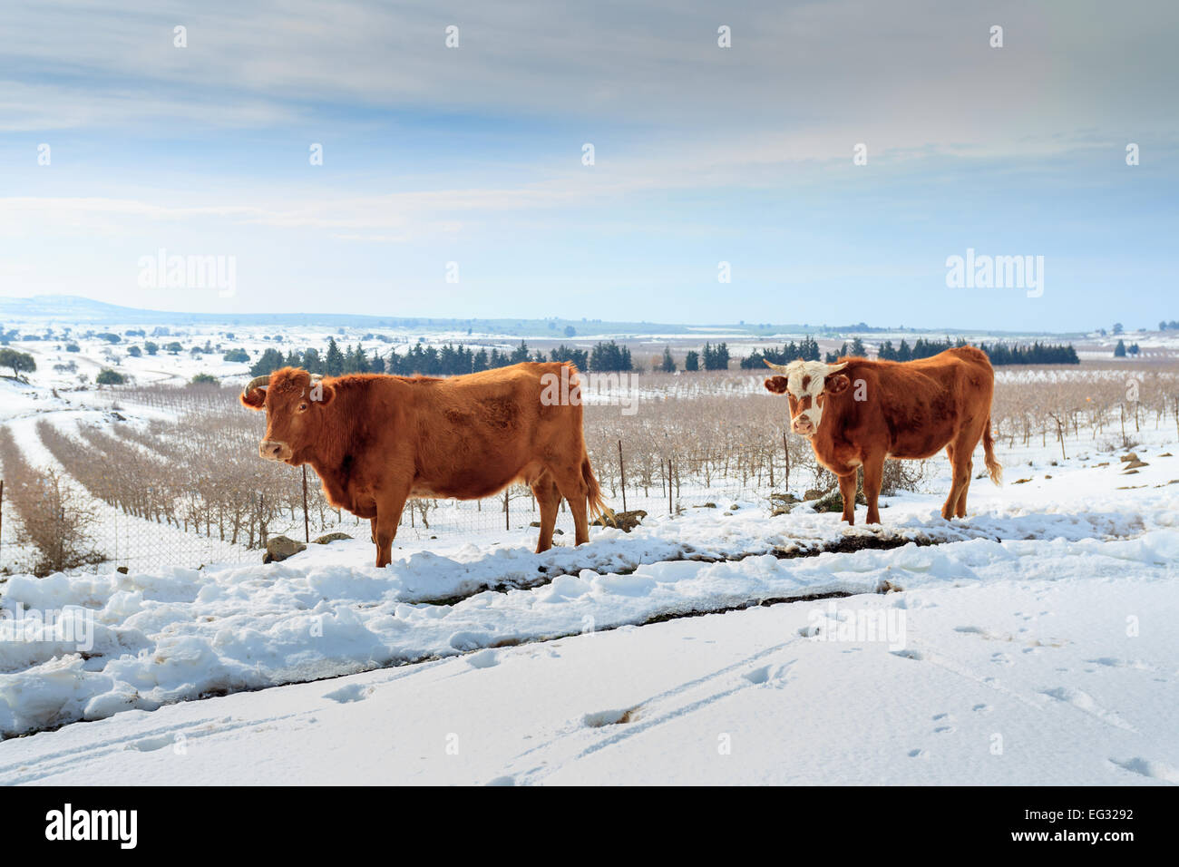 Le mucche in Snowscape. Fotografato nel Golan, Israele Foto Stock