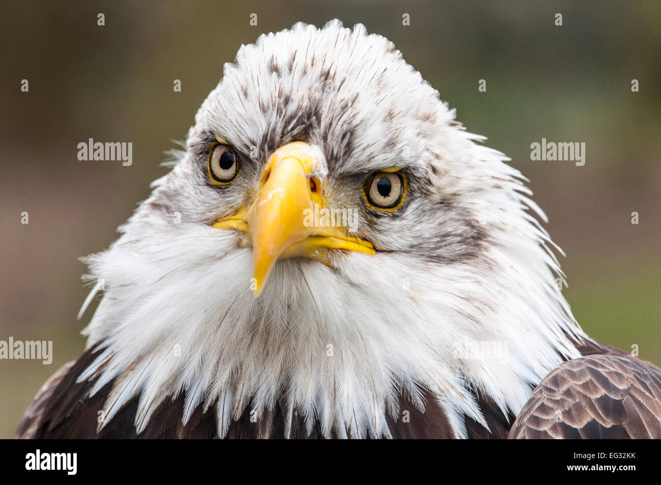 Aquila calva, close-up di testa, rivolta verso il lato anteriore Foto Stock
