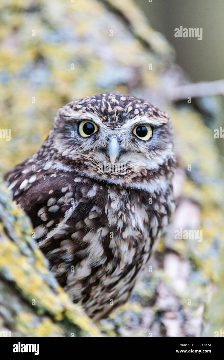 Piccolo gufo nella struttura ad albero, rivolto verso la parte anteriore, close-up. Foto Stock