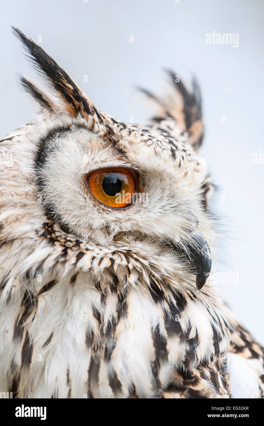 Long eared Owl colpo alla testa, guardando a lato Foto Stock