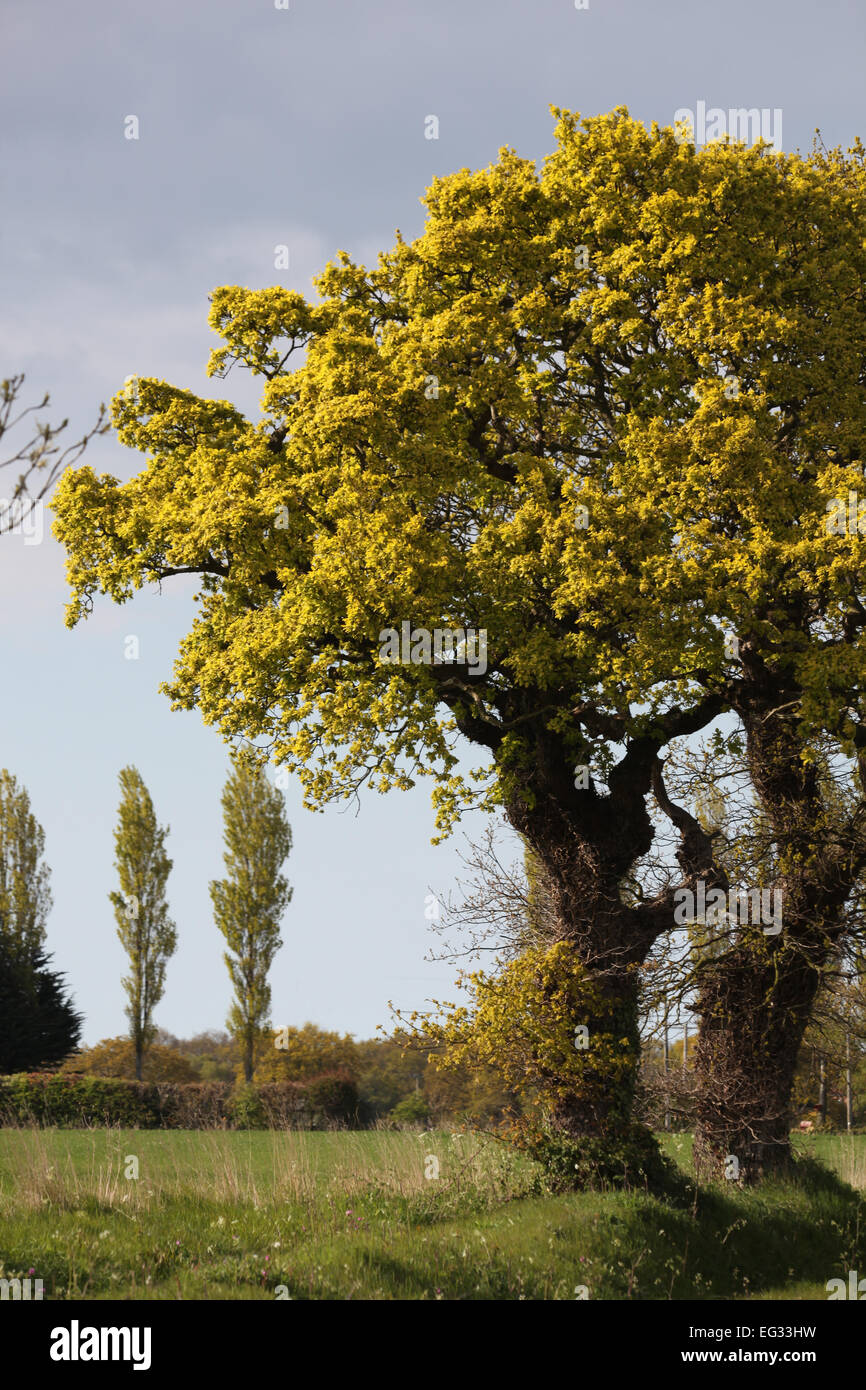 In comune, inglese o Farnia (Quercus robur), in primo piano a destra. Lombardia pioppo nero (Populus nigra "Italica") a sinistra. Foto Stock