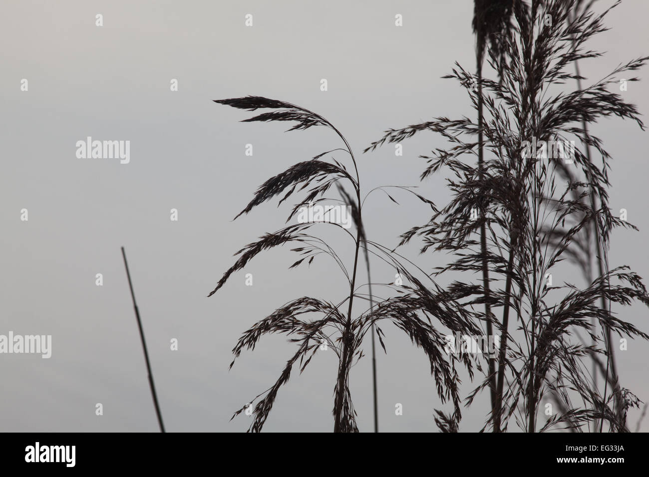 Pannocchie Reed o teste di seme (Phramites australis). Norfolk. L'inverno. Foto Stock