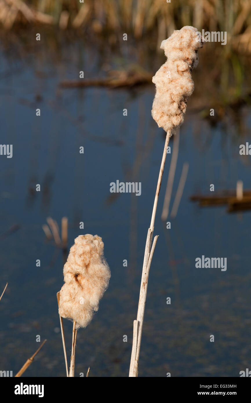 Teste di seme o pannocchie di Reed macis o giunco (Typha latifolia). L'inverno. Foto Stock