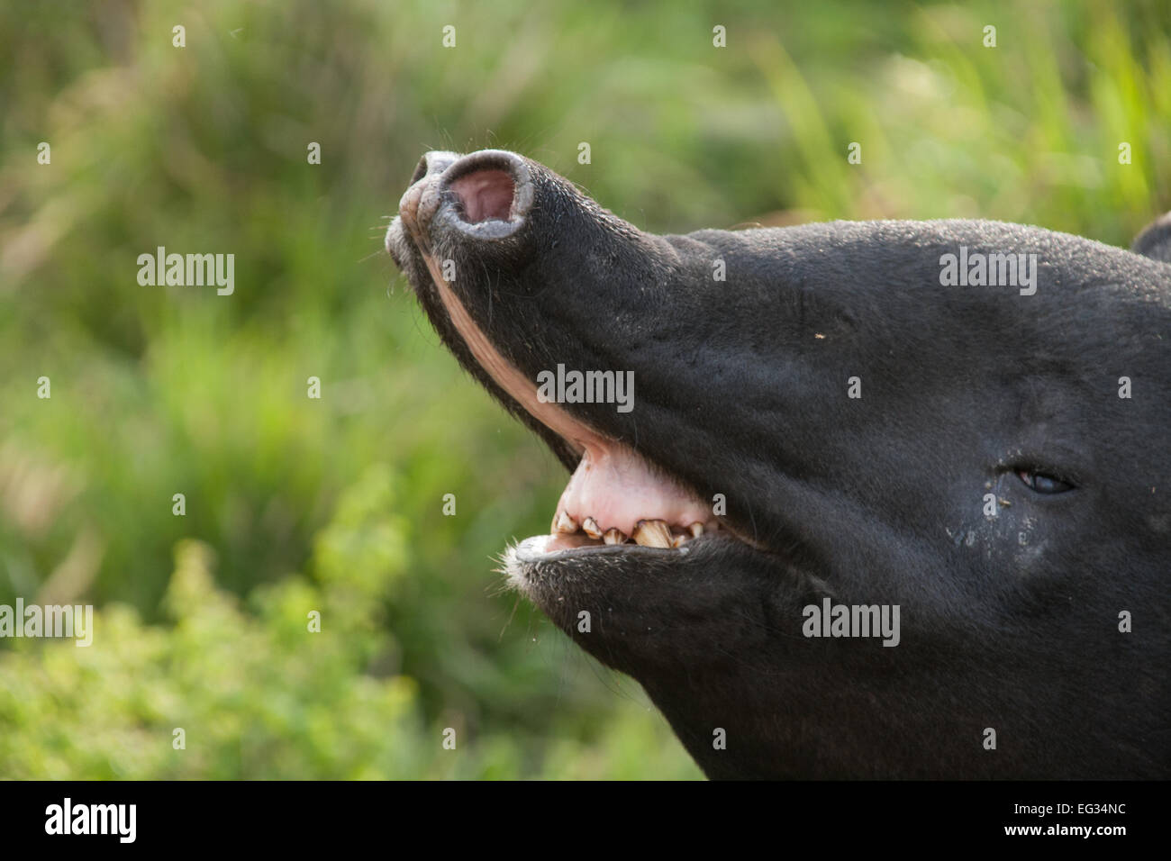 Un captive tapiro Asiatico raggiungendo fino a naso Foto Stock