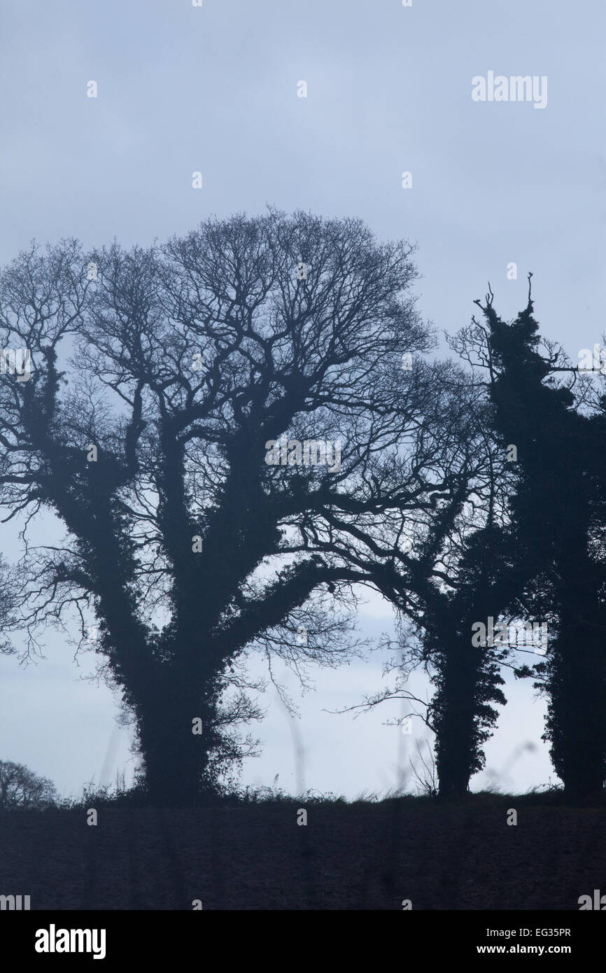 Comune, inglese o Pedunculate alberi di quercia (Quercus robur). Silhouette d'inverno. Edera (Hedera helix), coperto trunk. Nota morti bra Foto Stock