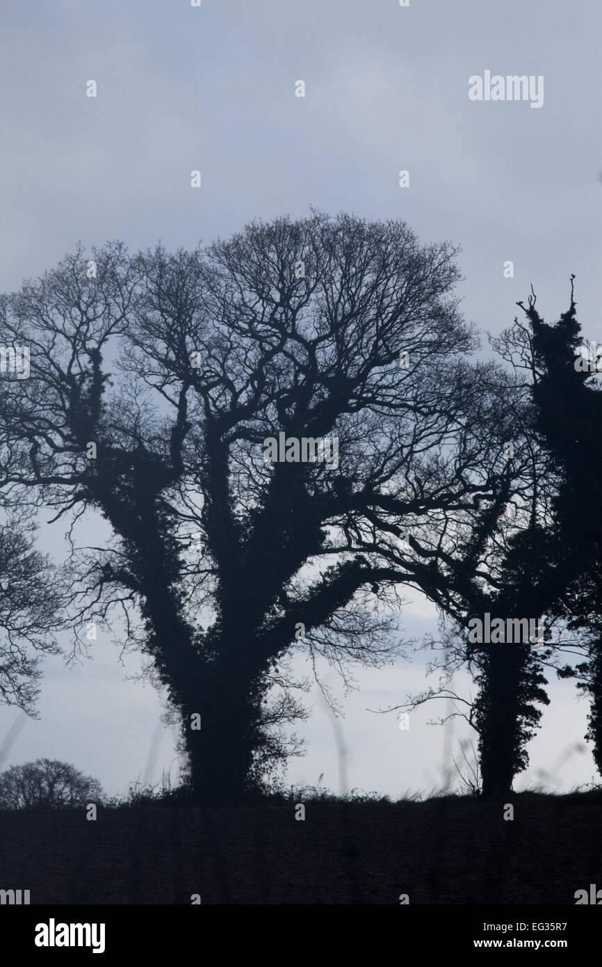 Comune, inglese o Pedunculate alberi di quercia (Quercus robur). Silhouette d'inverno. Edera (Hedera helix), che copre le linee. Foto Stock