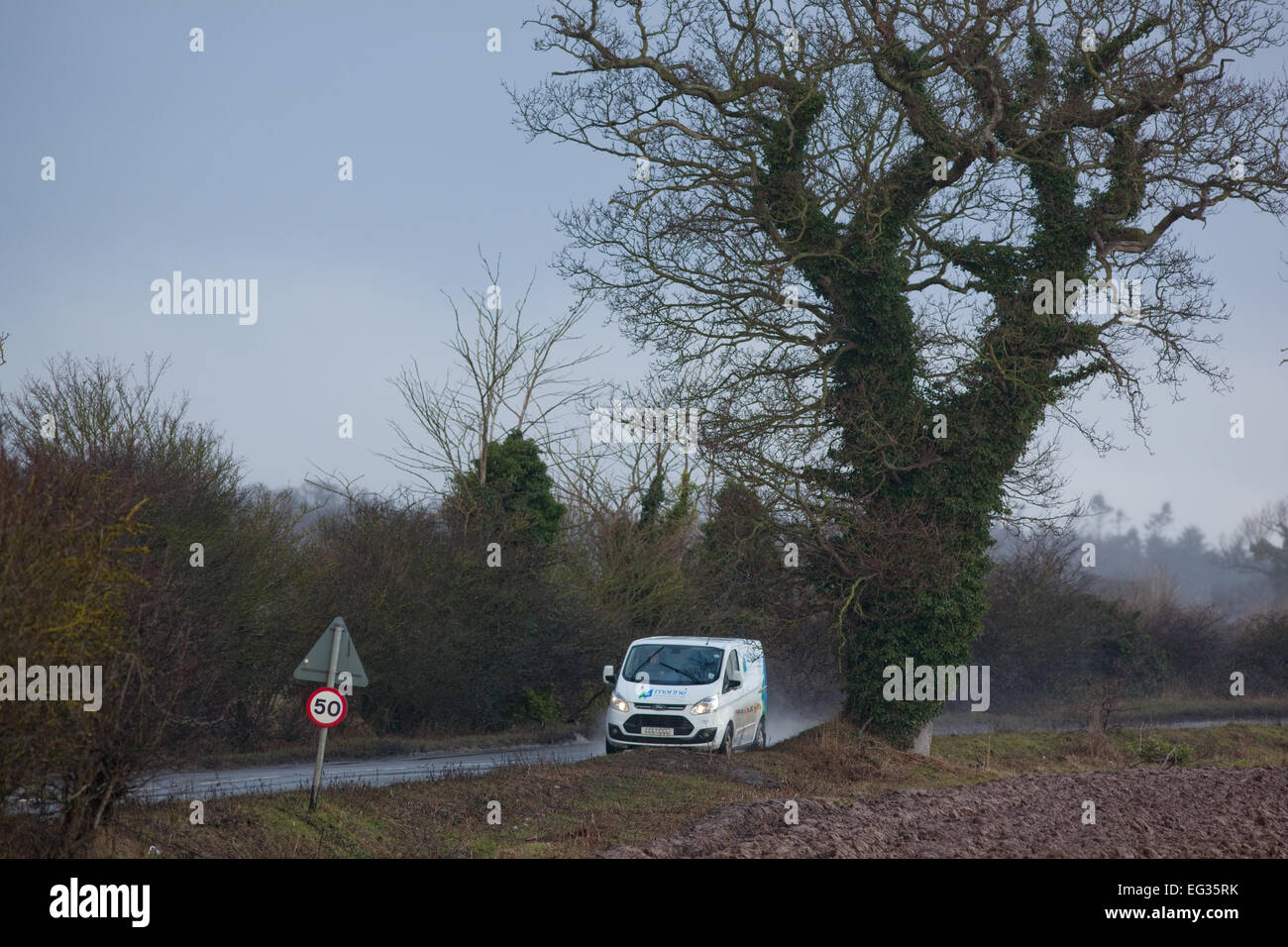 Comune, inglese o Pedunculate alberi di quercia (Quercus robur). Silhouette d'inverno. Edera (Hedera helix), che copre le linee. Twilight. Foto Stock