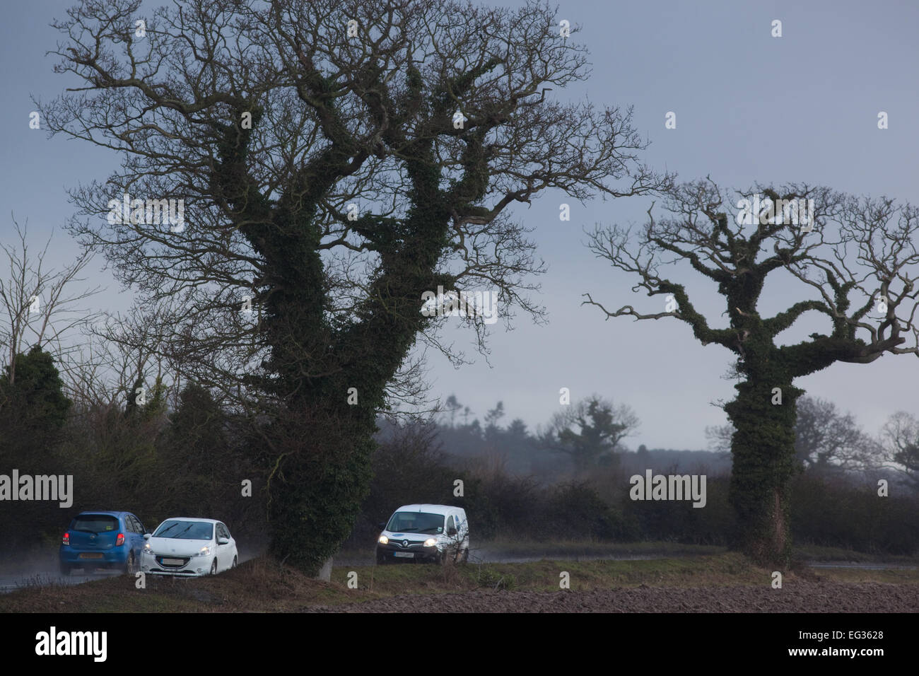 Comune, inglese o Pedunculate alberi di quercia (Quercus robur). Wintersilhouettes. Edera (Hedera helix), coperto trunk. Rami morti. Foto Stock