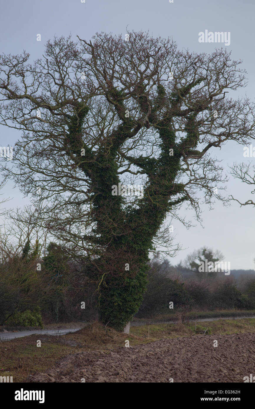 Comune, inglese o Pedunculate alberi di quercia (Quercus robur). Silhouette d'inverno. Edera (Hedera helix), che copre le linee. Twilight. Foto Stock