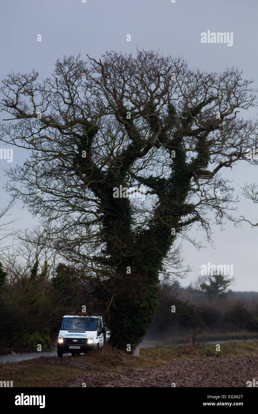 Comune, inglese o Pedunculate alberi di quercia (Quercus robur). Silhouette d'inverno. Edera (Hedera helix), che copre le linee. Twilight. Foto Stock