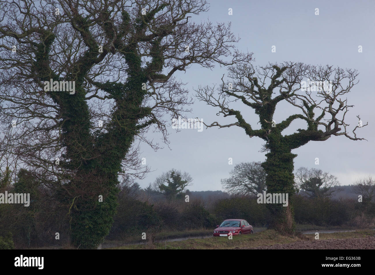 Comune, inglese o Pedunculate alberi di quercia (Quercus robur). Silhouette d'inverno. Edera (Hedera helix), coperto tronchi nota ramo morto Foto Stock
