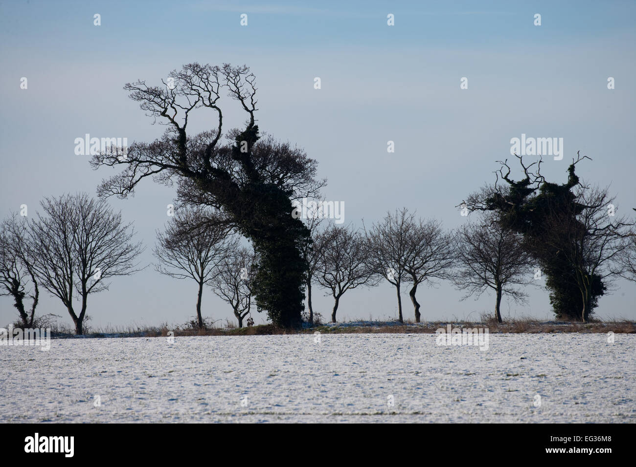 Inverno Meteo Scena. Nevicata su seminativi campo di fattoria. Due alberi di quercia (Quercus robur), rivestita di edera (Hedera helix) in silhouett Foto Stock