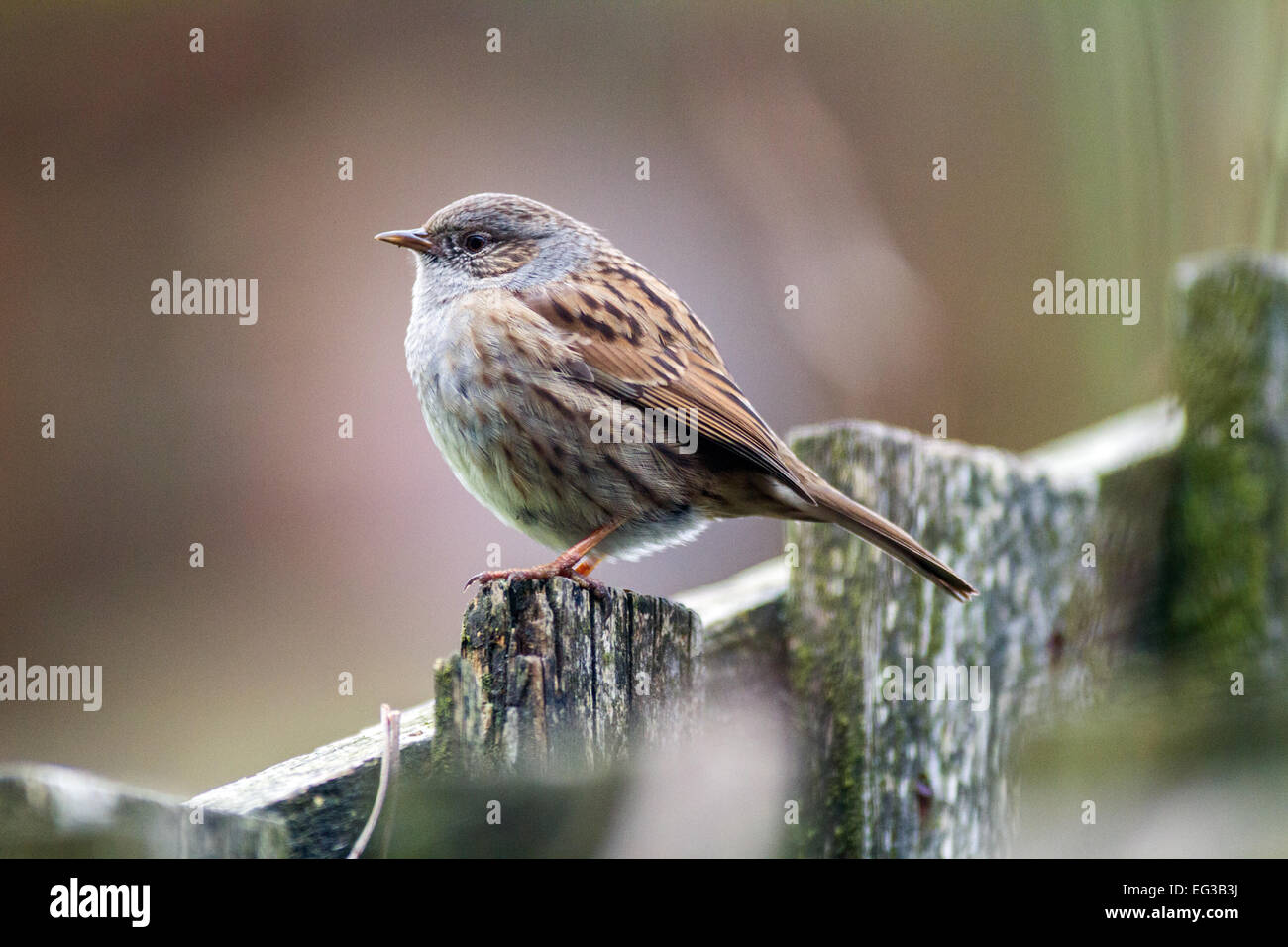 Un dunnock o hedge sparrow, posatoi su un giardino recinto Foto Stock