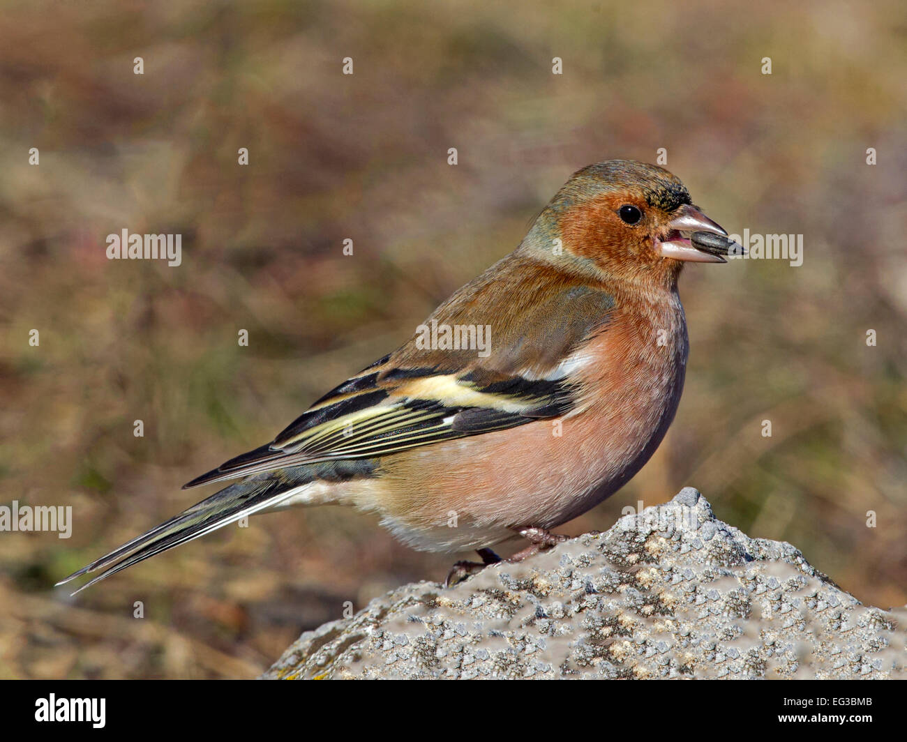 Maschio di fringuello appollaiato sulla roccia Foto Stock