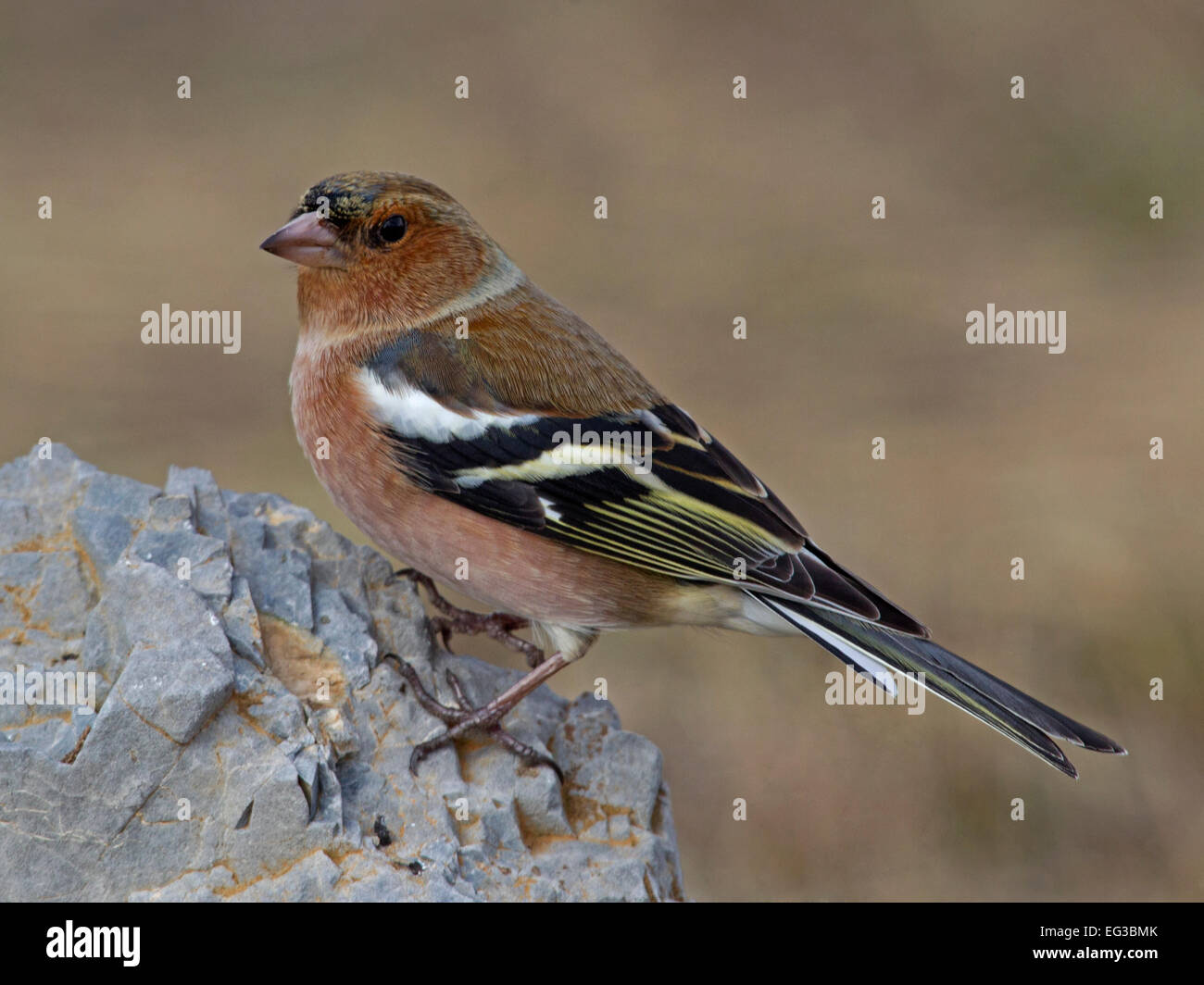 Maschio di fringuello appollaiato sulla roccia Foto Stock